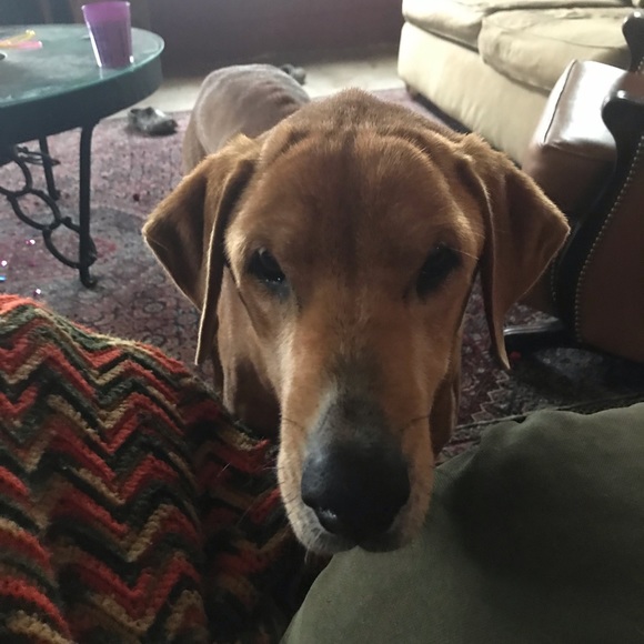 Meet your Posher, Benjamin - Picture 1 of 1